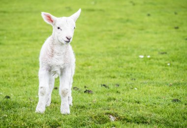 Sevimli küçük kuzu yeşil güzel İskoç alanında konut