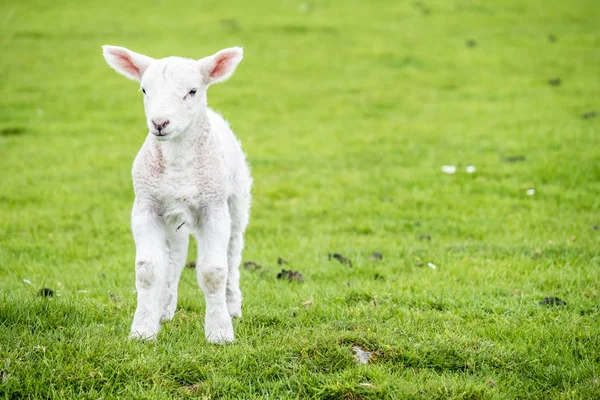 Carino piccolo agnello dimora nel verde bellissimo campo scozzese — Foto Stock