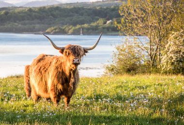 Bir İskoç loch içinde belgili tanımlık geçmiş ile yayla inek