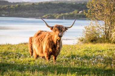 Bir İskoç loch içinde belgili tanımlık geçmiş ile yayla inek