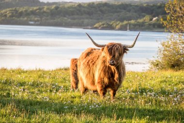 Bir İskoç loch içinde belgili tanımlık geçmiş ile yayla inek