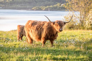 Bir İskoç loch içinde belgili tanımlık geçmiş ile yayla inek