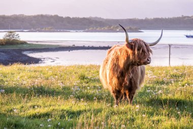 Bir İskoç loch içinde belgili tanımlık geçmiş ile yayla inek