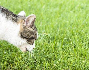 Çim yakından bakmak olan kedi