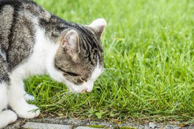 Çim yakından bakmak olan kedi