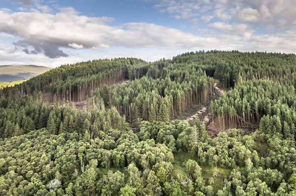 A légi felvétel a feforestations munkák — Stock Fotó