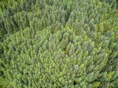 Argyll bir ormanda, hava