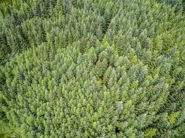 Argyll bir ormanda, hava