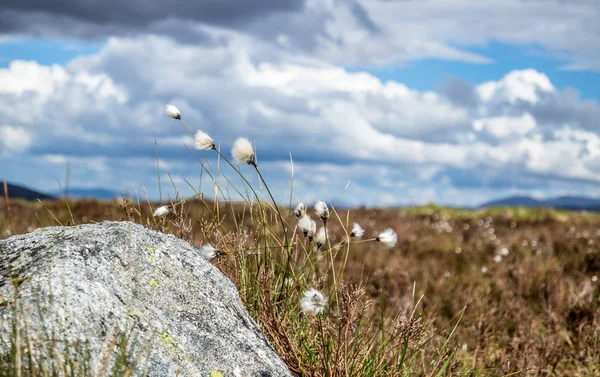 Grama de algodão na charneca Rannoch nas terras altas escocesas — Fotografia de Stock