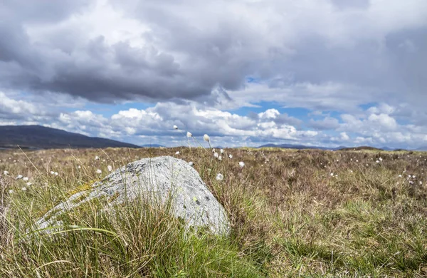 Bavlněné trávy na Rannoch moor v skotské vysočiny — Stock fotografie