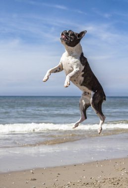 Pug atlama ve plajda çalışan