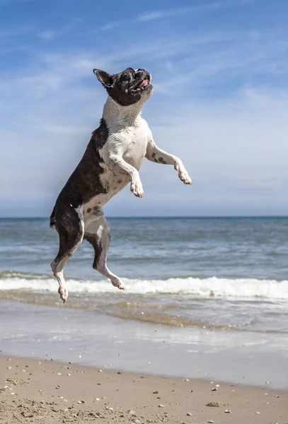 Mops skoki i działa na plaży — Zdjęcie stockowe