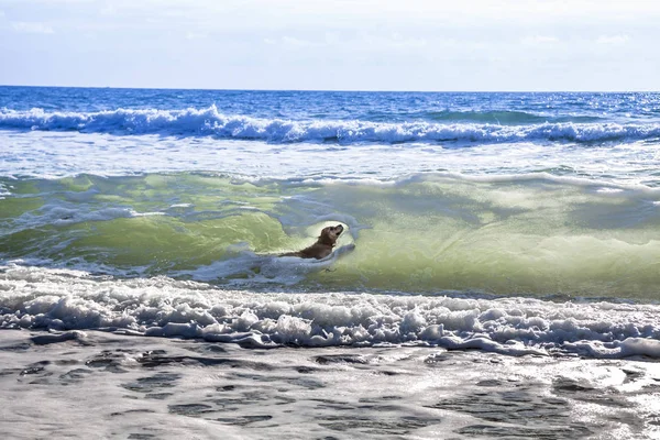 Золотий ретривер плаває в морі — стокове фото