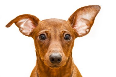 Kırmızı minyatür pinscher portresi