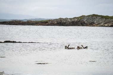 Kaz aile Atlantik üzerinde