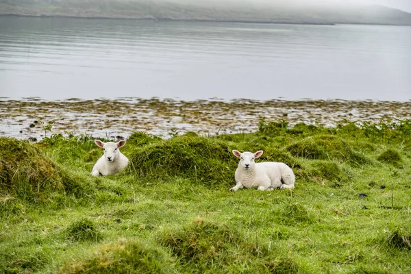 Ovelhas esperando na costa durante a chuva — Fotografia de Stock