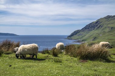 Koyun ve keçi Bay Camas nan Geall, Ardnamurchan denilen