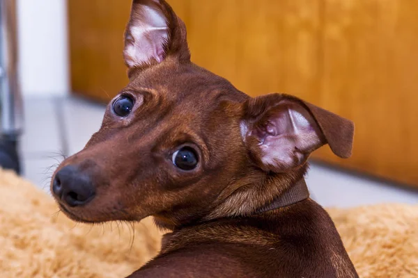 Portret van rode dwergpinscher — Stockfoto