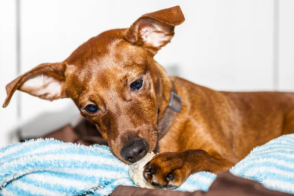 Portret van rode dwergpinscher — Stockfoto