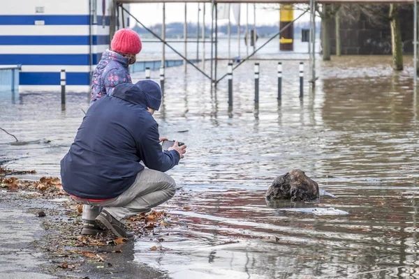 Duisburg, Tyskland - januari 08 2017: Man och dotter att observera den floden Rhen översvämningar strandpromenaden i Ruhrort — Stockfoto