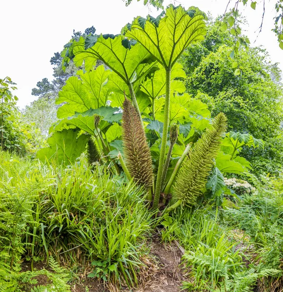 Die riesigen Gunnera manicata Pflanzen, die über dem Kopf wachsen — Stockfoto