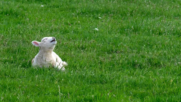 Cute little lamb waking up and yawning — Stock Photo, Image