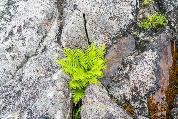 Fern rostoucích mezi kameny na Skotské vysočině — Stock fotografie