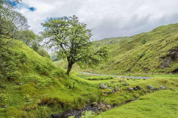 Paisagem escocesa incrível com árvore solitária — Fotografia de Stock
