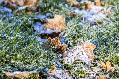 Yaprak ve yeşil çimenlerin üzerinde bir çayır karla kaplı