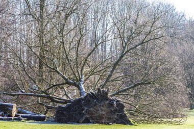 Almanya'da bir parkta sökülüp ağaç