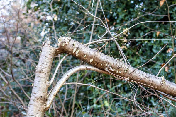 Árbol de abedul roto en el parque — Foto de Stock