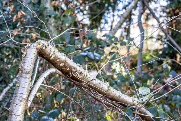 Árbol de abedul roto en el parque — Foto de Stock