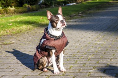 Bir soğuk kış sabahı ceket ile pug köpek