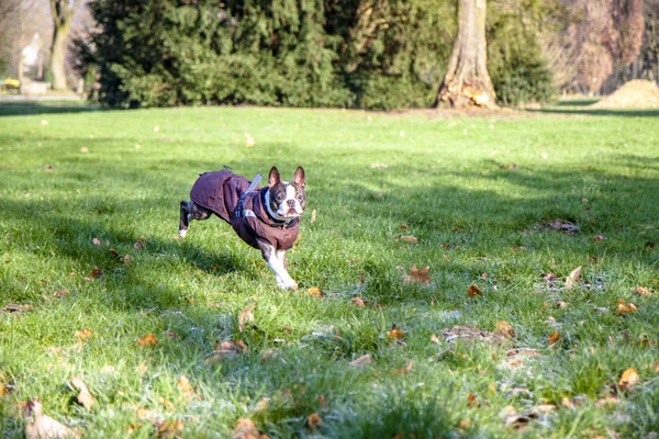 Mopsz kutya kabát egy hideg téli reggel — Stock Fotó