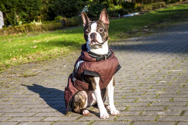 Mopsz kutya kabát egy hideg téli reggel — Stock Fotó