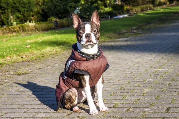 Pug dog with jacket on a cold winter morning