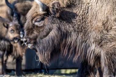 Wisent kış Close-Up