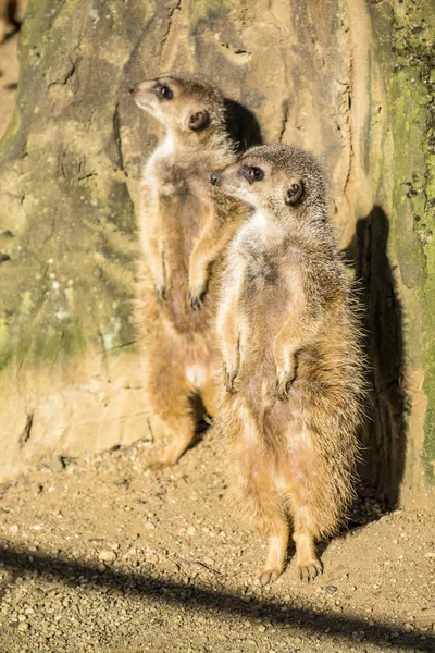 Nöbet üzerinde uyarı çöl faresi, Suricata suricatta, — Stok fotoğraf