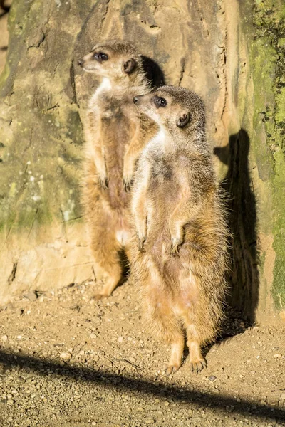 Nöbet üzerinde uyarı çöl faresi, Suricata suricatta, — Stok fotoğraf