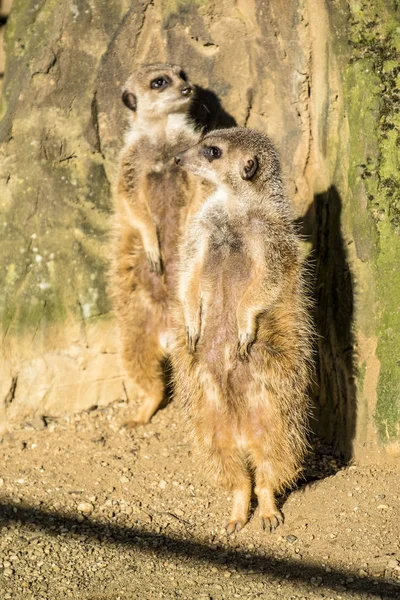 Riasztási meerkat, Suricata suricatta, állandó Őrségben — Stock Fotó