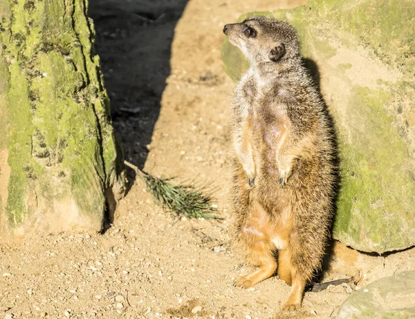 Nöbet üzerinde uyarı çöl faresi, Suricata suricatta, — Stok fotoğraf