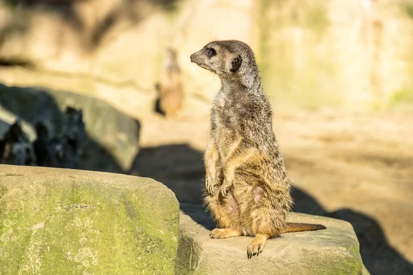 Nöbet üzerinde uyarı çöl faresi, Suricata suricatta, — Stok fotoğraf