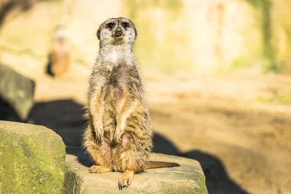 Oznámení Surikata, Suricata suricatta, stojící na stráži — Stock fotografie