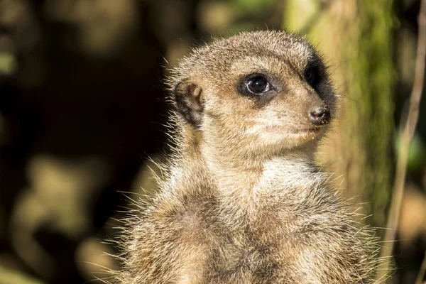 Riasztási meerkat, Suricata suricatta, állandó Őrségben — Stock Fotó