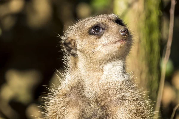 警报鼬, Suricata suricatta, 站在后卫 — 图库照片