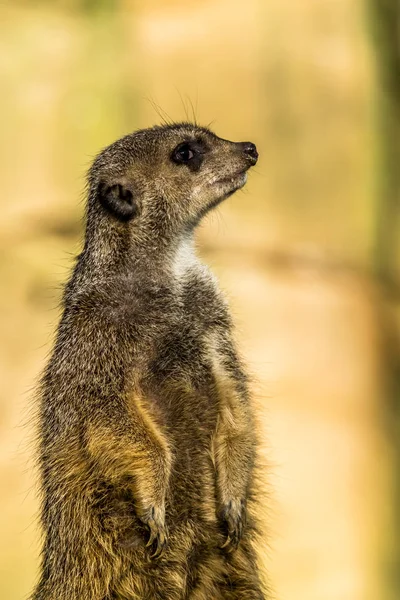 Nöbet üzerinde uyarı çöl faresi, Suricata suricatta, — Stok fotoğraf