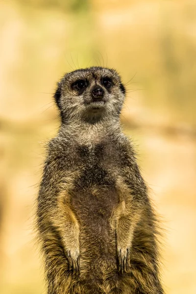 Alert meerkat, Suricata suricatta, stojąc na straży — Zdjęcie stockowe
