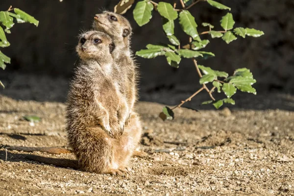 Alert meerkat ,Suricata suricatta, standing on guard — Stock Photo, Image