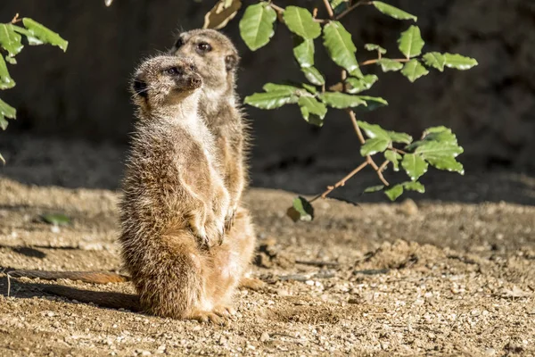 Alert meerkat ,Suricata suricatta, standing on guard — Stock Photo, Image