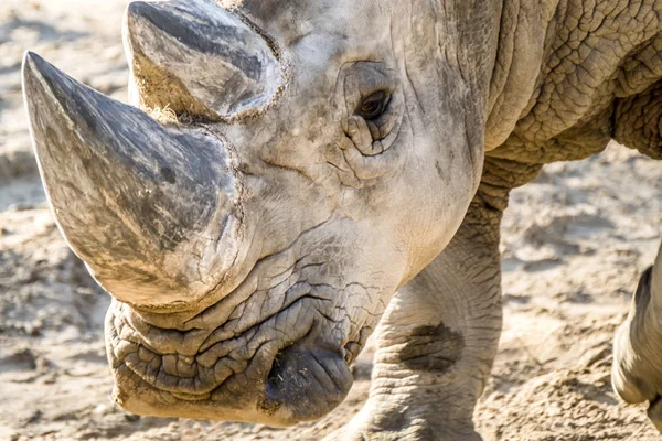 Head portrait of Rhino on the sand — Stock Photo, Image